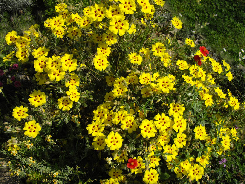 Halimium lasianthum ‘Formosum’ en fleurs dans les maquis ouverts du sud-ouest de l'Espagne